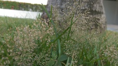 Eragrostis amabilis