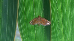 Eoophyla gibbosalis