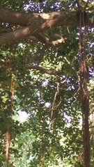 Hypothymis azurea oberholseri