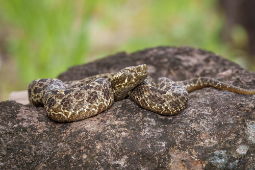 Photo of a Ujarran Hognose Viper (Porthidium volcanicum)