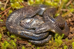 Oaxacan Dwarf Boa photo 2