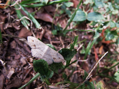 Scopula formosana