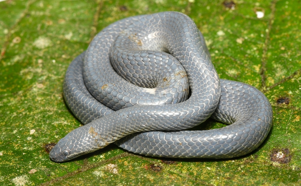 Oaxacan Dwarf Boa