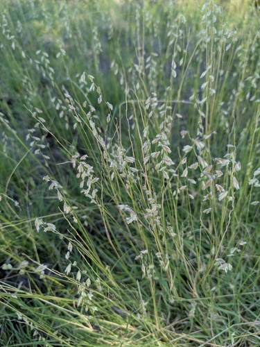 Bouteloua erecta, 2025-07-24