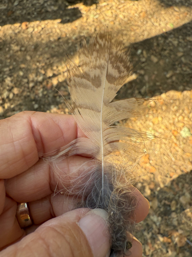 View observation of {o.common_name} on iNaturalist