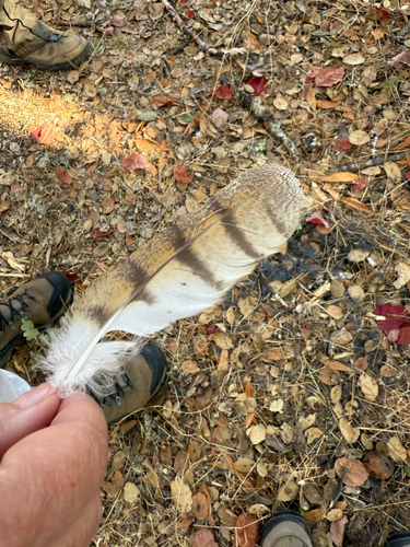 View observation of {o.common_name} on iNaturalist