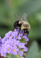 Bombus impatiens