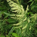 Artemisia indica maximowiczii - Photo (c) Qwert1234，保留部份權利CC BY-SA