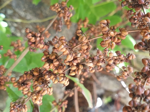 Rumex rupestris
