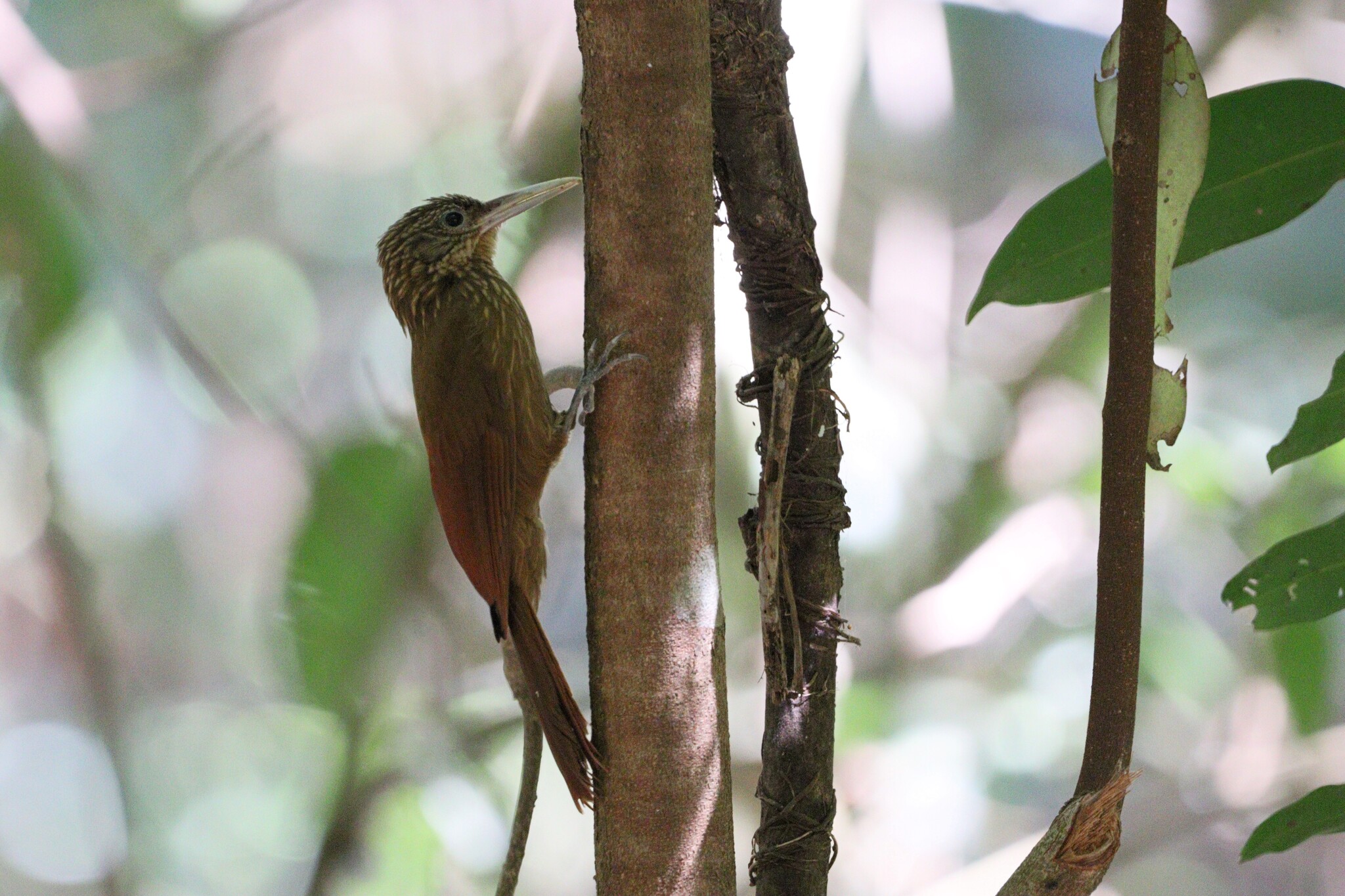 Buff-throated Woodcreeper (Xiphorhynchus guttatus), photo 6