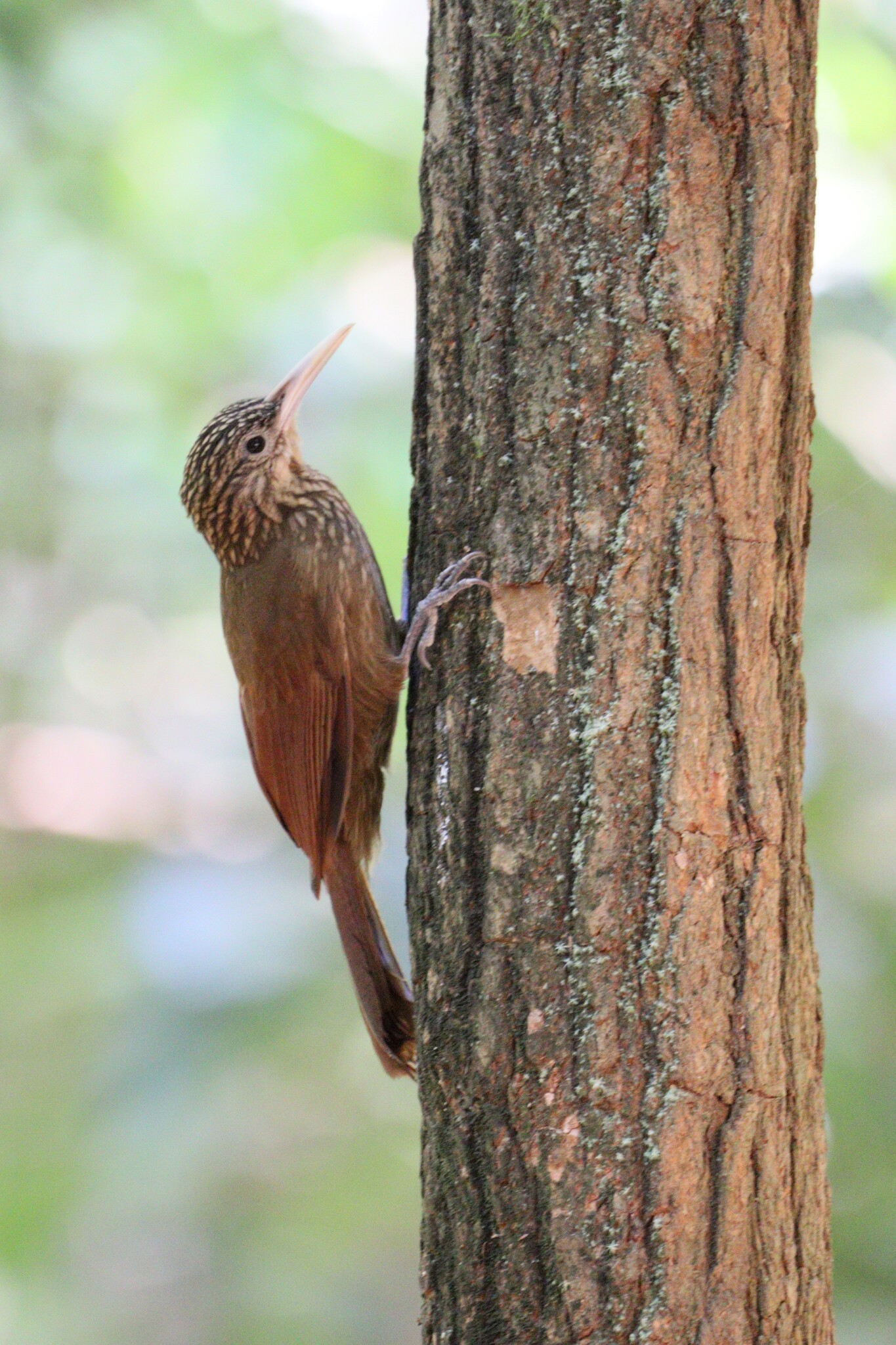 Buff-throated Woodcreeper (Xiphorhynchus guttatus), photo 8