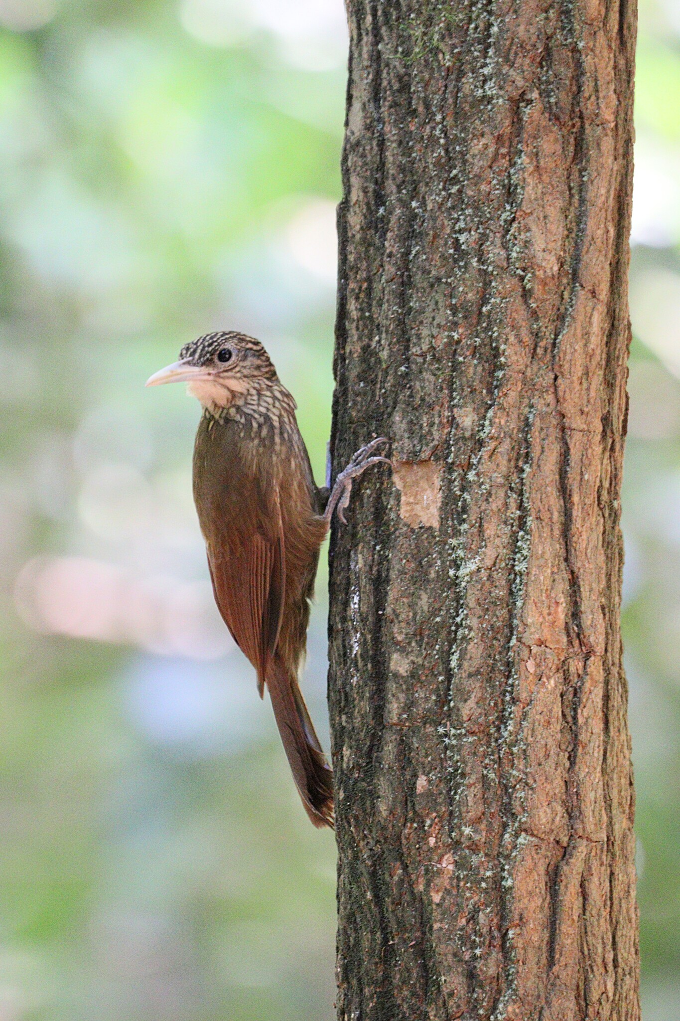 Buff-throated Woodcreeper (Xiphorhynchus guttatus), photo 9