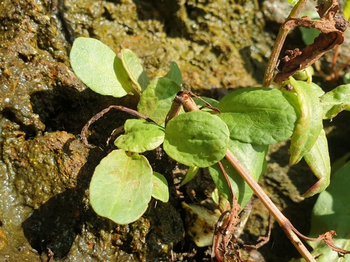 Rumex rupestris, photograph 1