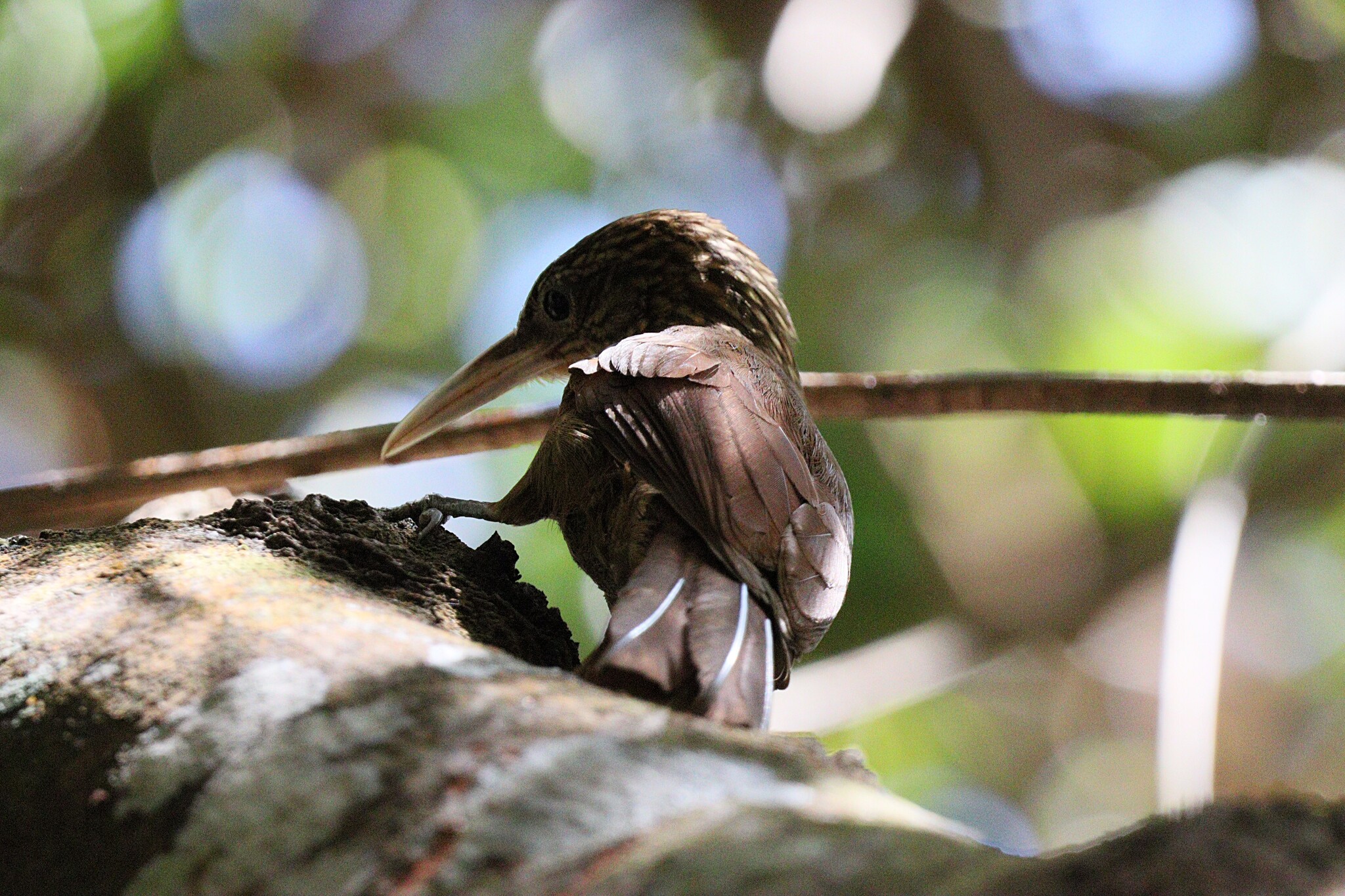Buff-throated Woodcreeper (Xiphorhynchus guttatus), photo 7