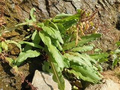 Rumex rupestris, photograph (c) Clément Maouche, some rights reserved (CC BY)