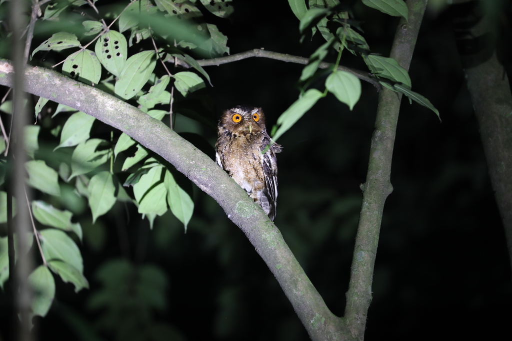 Javan Scops-Owl