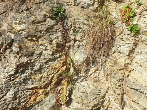 Rumex rupestris, photograph 4