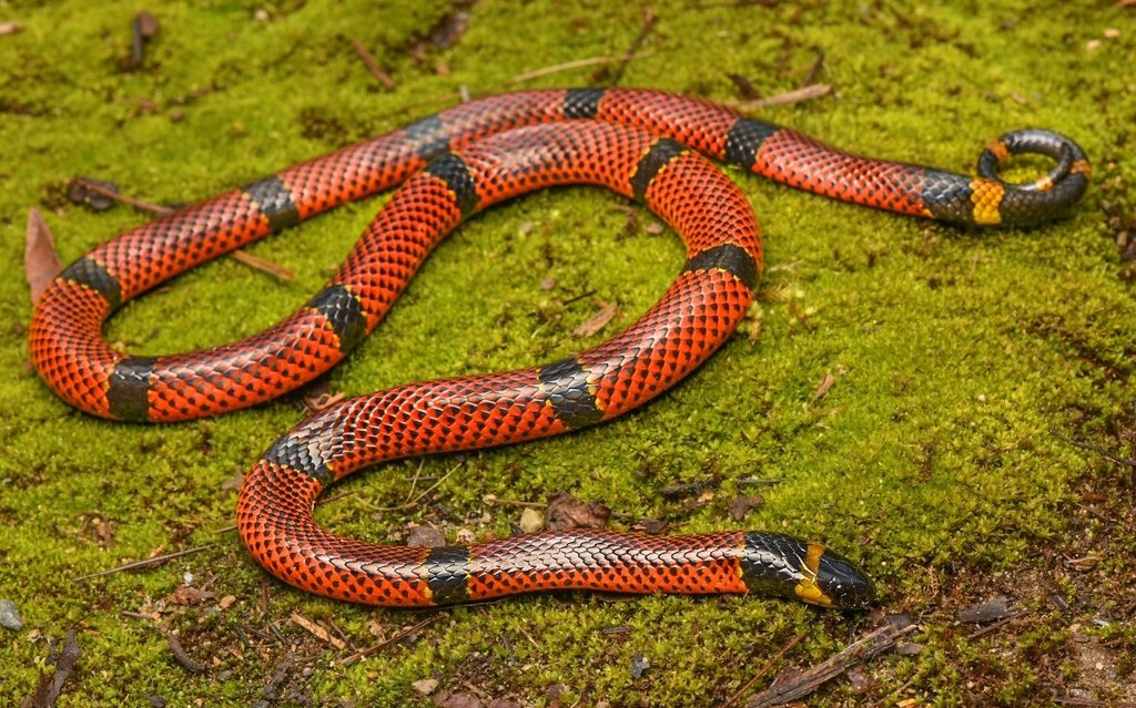 Variable Coralsnake