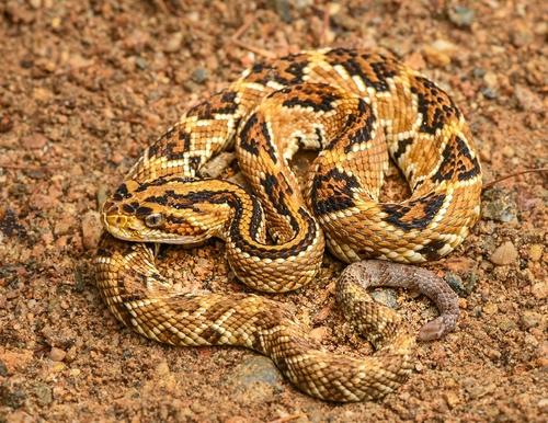 Photo of a Veracruz Neotropical rattlesnake (Crotalus mictlantecuhtli)