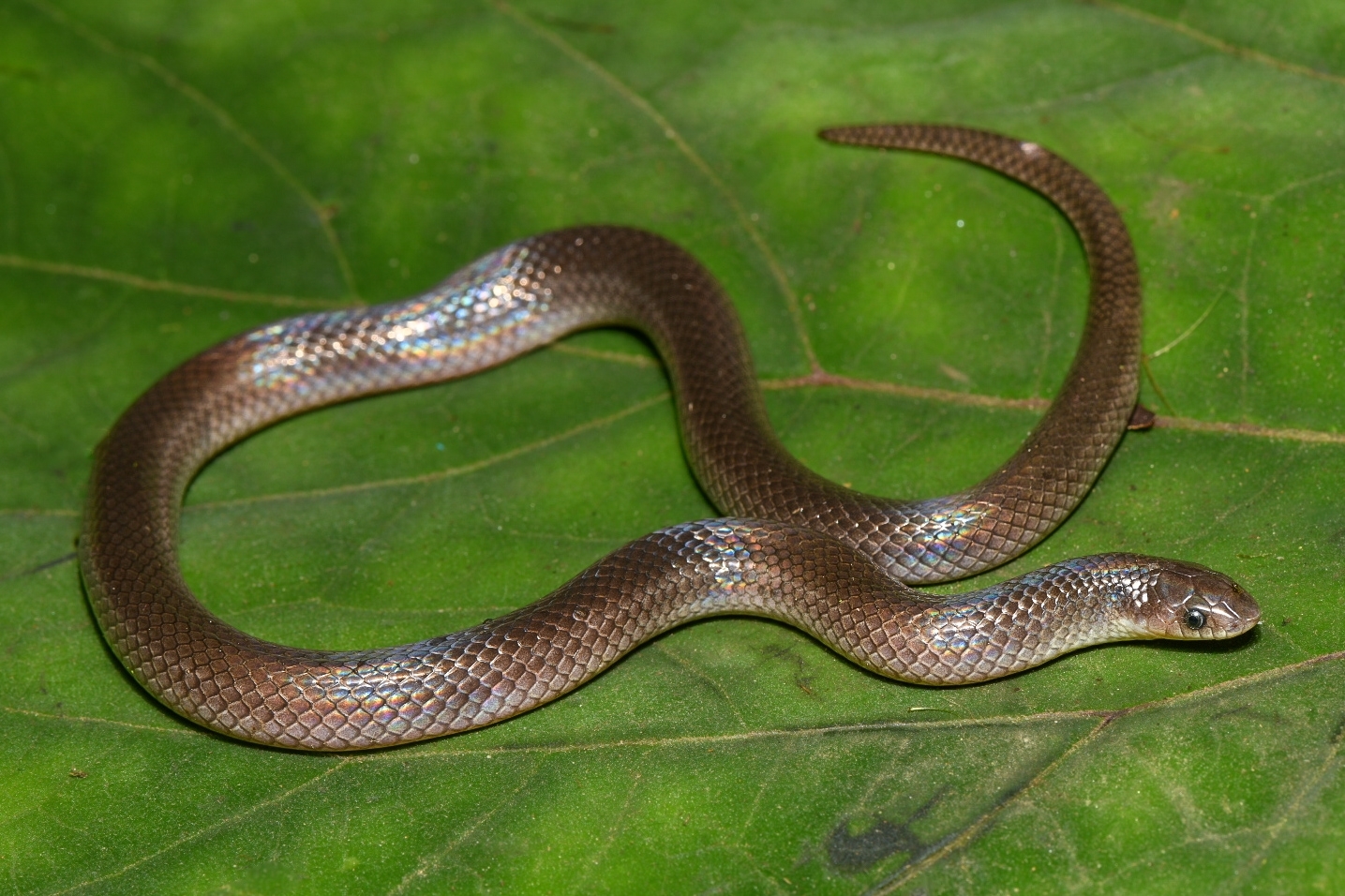 Mexican Hook-Nosed Snake photo 6