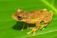 Small-Eard Hyla photo 5