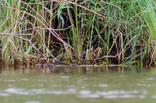 Common Sandpiper