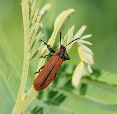 Rhinotia haemoptera
