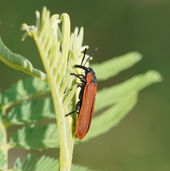 Rhinotia haemoptera