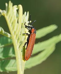 Rhinotia haemoptera