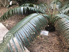 Cycas siamensis