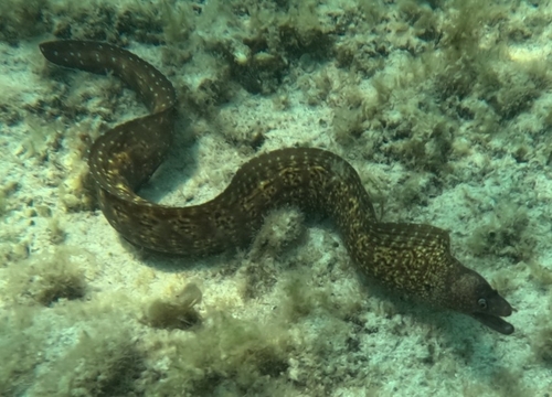 Muraena helena