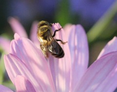 Apis mellifera
