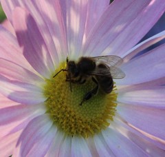 Apis mellifera