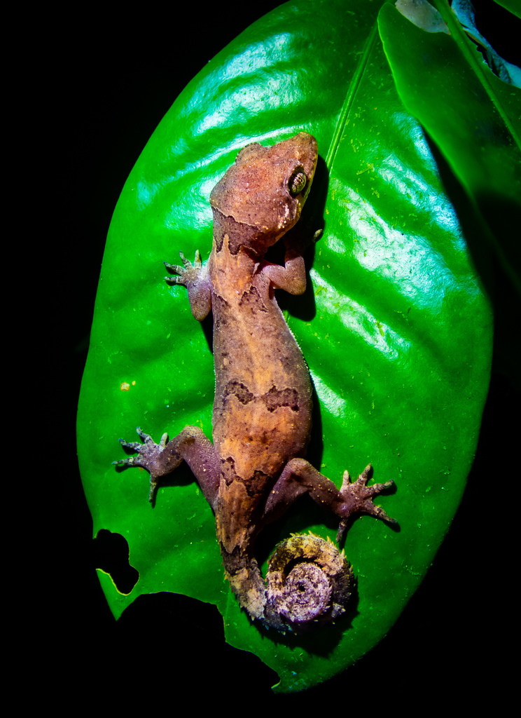 Beautiful Bent-Toed Gecko