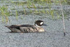 Speculanas specularis