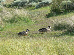 Speculanas specularis