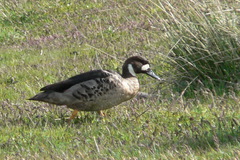 Speculanas specularis