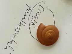 Everettia paulbasintali