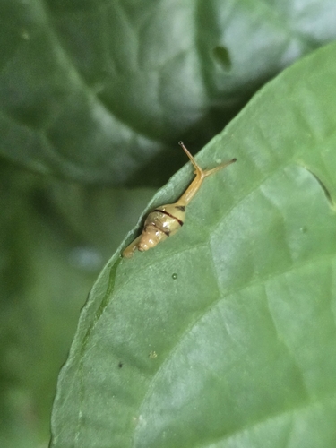 Streptostyla, 2025-08-22