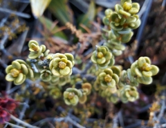 Olearia nummulariifolia