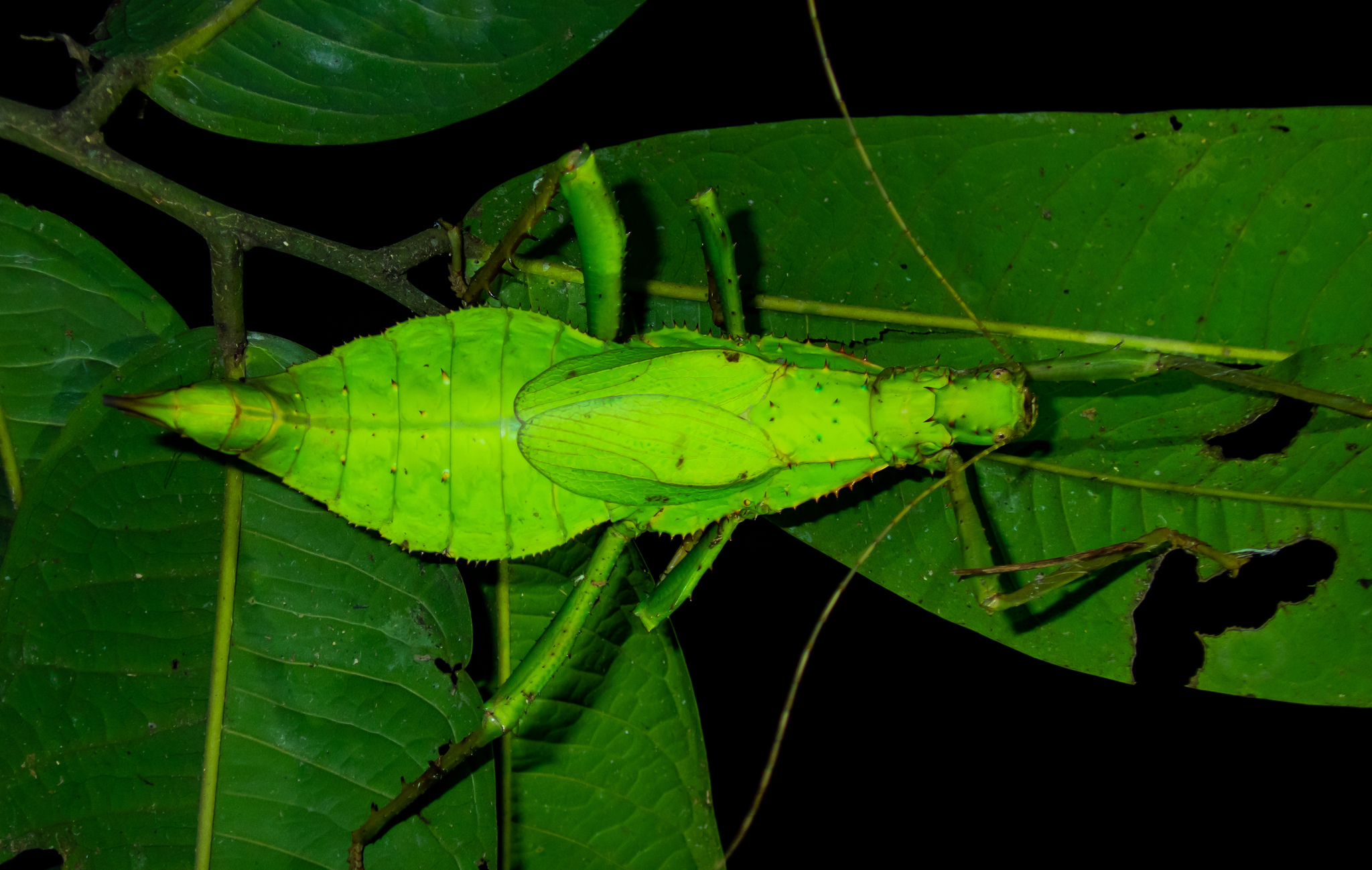 Malayan Jungle Nymph (Heteropteryx dilatata) · iNaturalist