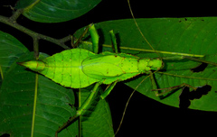 Heteropteryx dilatata