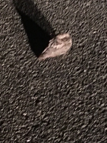iNaturalist observation photo of Common Poorwill