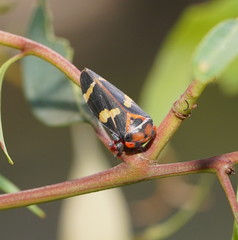 Eurymeloides pulchra