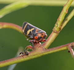 Eurymeloides pulchra