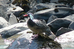 Torrent Duck photo 5