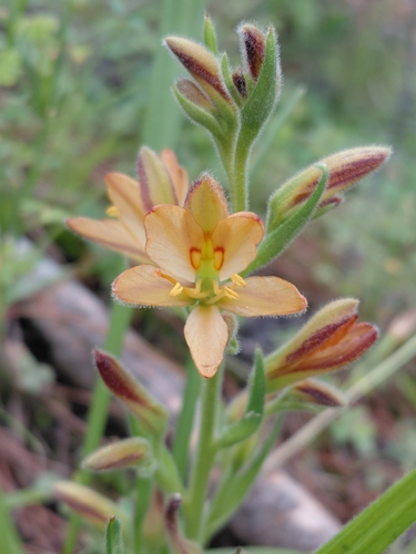 Wachendorfia multiflora (Wachendorfia multiflora)