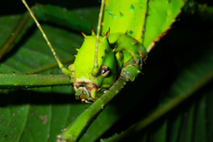 Heteropteryx dilatata