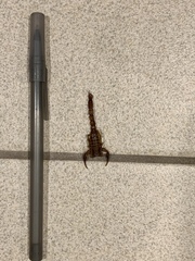 Stahnkeus deserticola