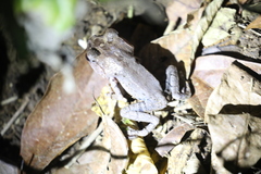 Leptobrachium hasseltii